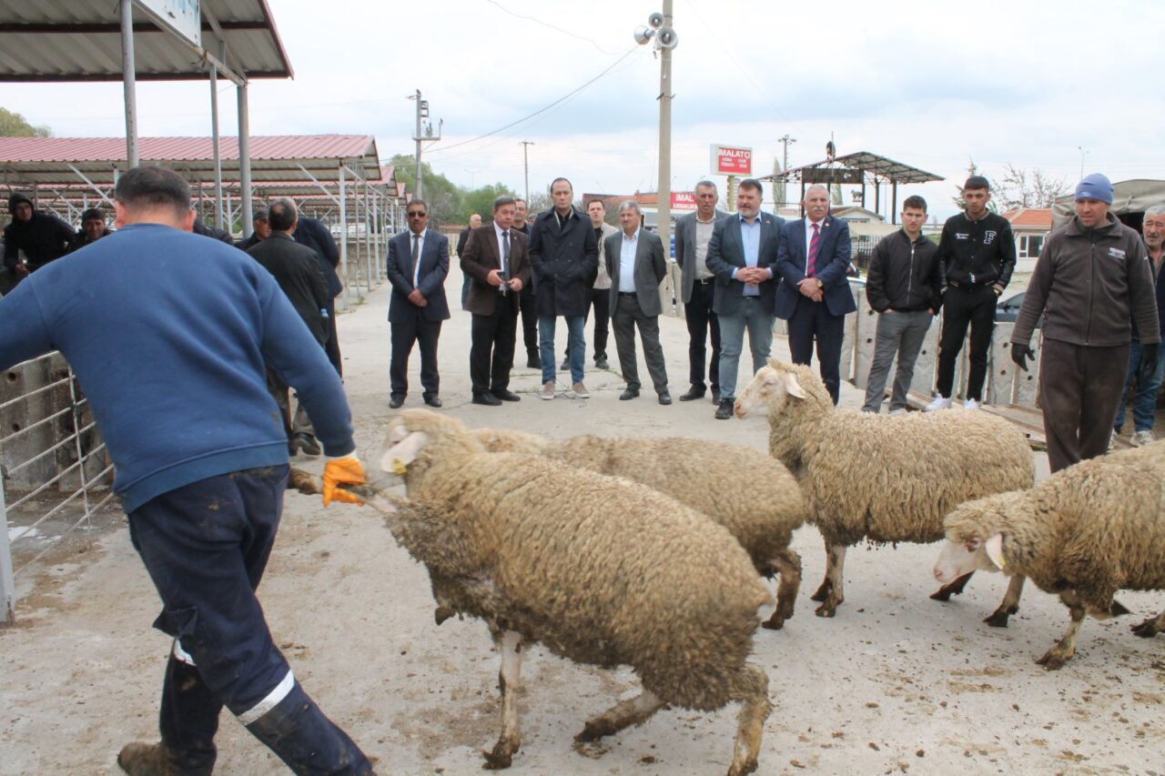 Çay ilçesinde "Sürdürebilir Koyun" projesi kapsamında üreticilere koyun dağıtıldı.