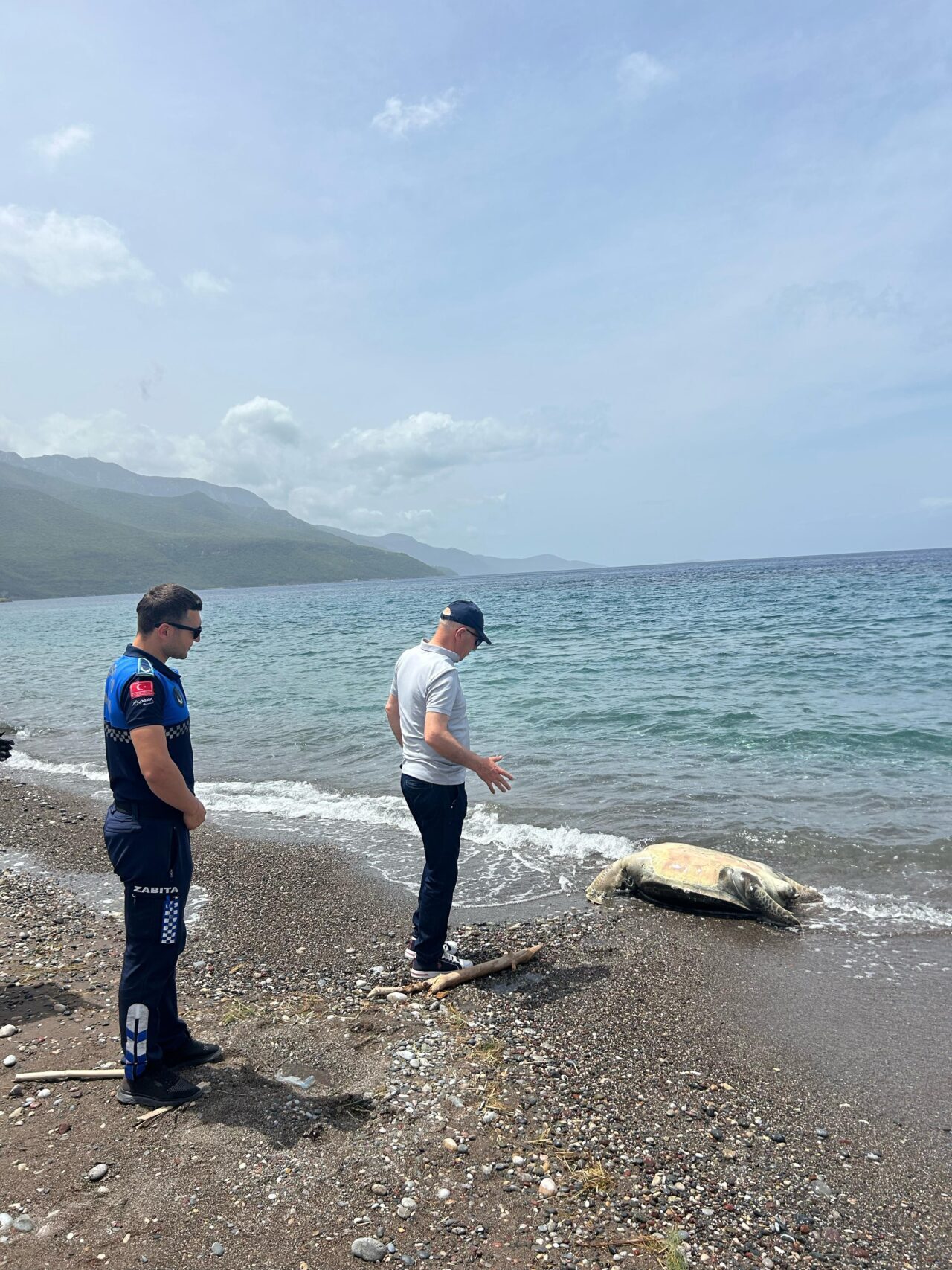 Datça ilçesi sahilinde, ölü caretta caretta bulundu. Karaköy Mahallesi’nde sahilde
