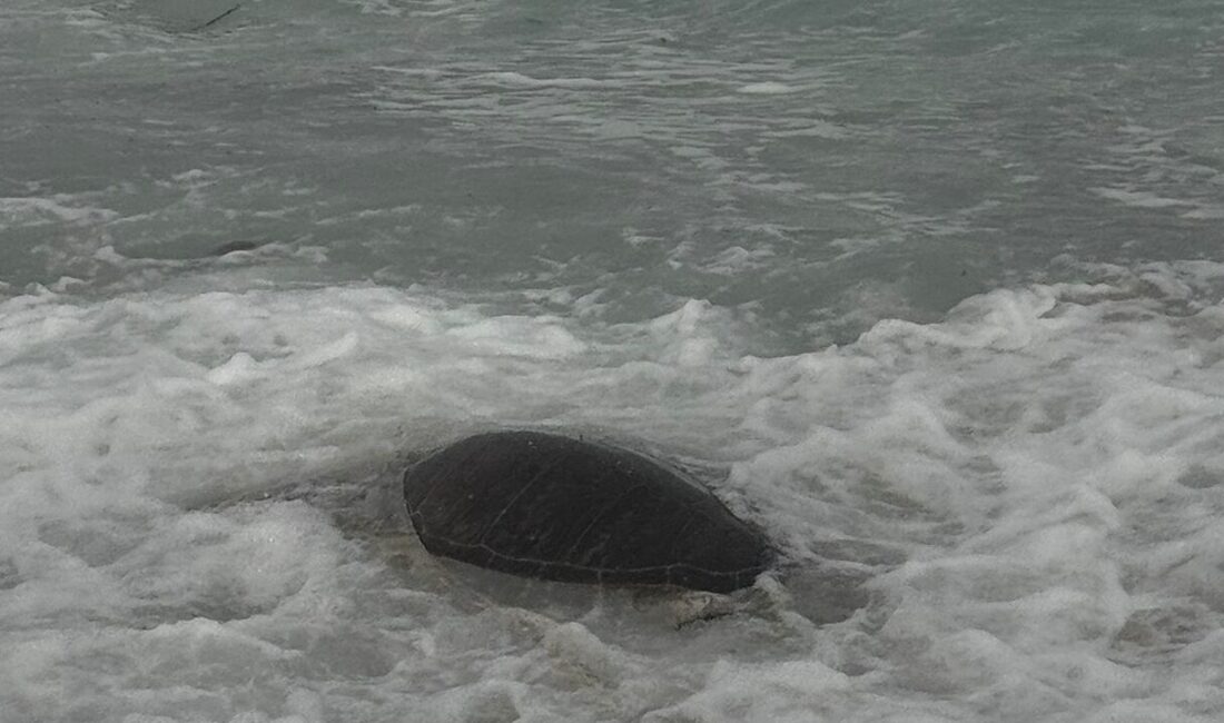 Muğla’nın Datça ilçesi sahilinde, ölü caretta caretta bulundu. Palamutbükü sahilde