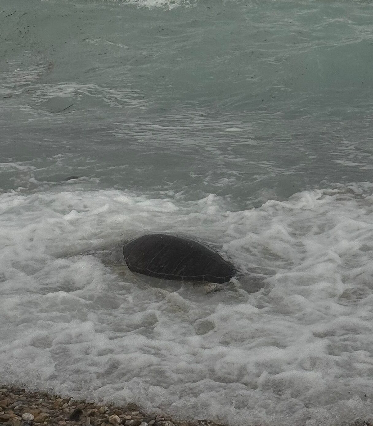 Muğla’nın Datça ilçesi sahilinde, ölü caretta caretta bulundu. Palamutbükü sahilde