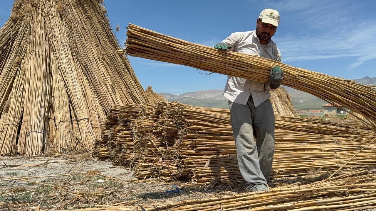 Eber Gölü’nde hasadı başlayan ve İngiltere, Hollanda gibi birçok ülkeye
