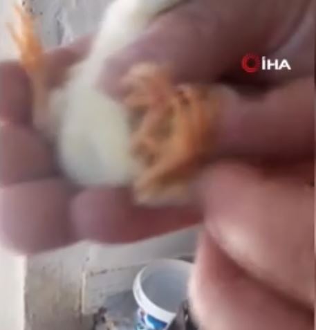 Çankırı’nın Çerkeş ilçesine bağlı Kadıköy köyünde tavuklardan birinin kuluçkasındaki yumurtadan
