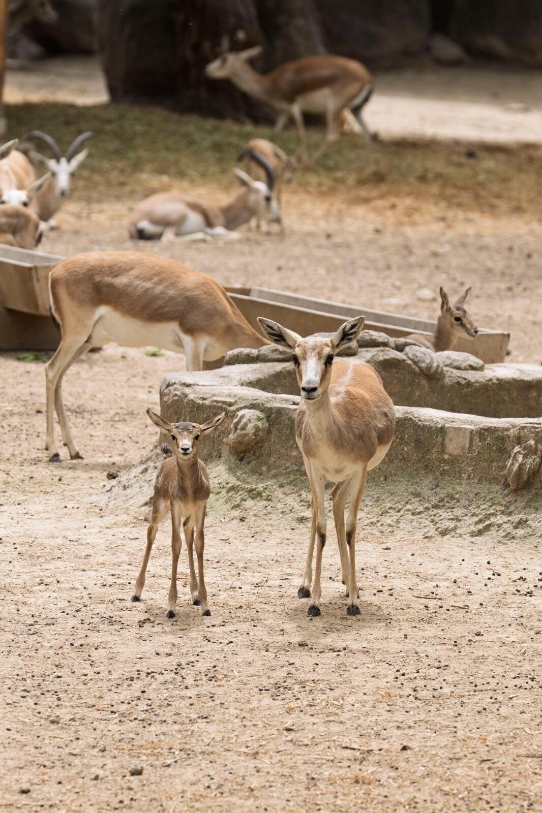 İzmir Doğal Yaşam Parkı’nda ilkbaharda zebra, lemur ve ceylan ile