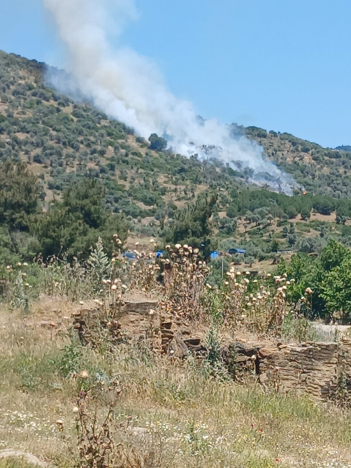İzmir’in Bayındır ilçesinde, zeytinlik ve makilik alanda çıkan yangın ekiplerin