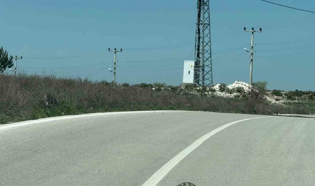 Bahar aylarında üreme dönemine giren kaplumbağaların yollarda ezilme tehlikesi yaşadığını