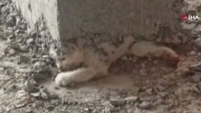 Şanlıurfa’da inşaattaki kalıbın içerisine giren yavru kedinin üzerine beton döküldü.