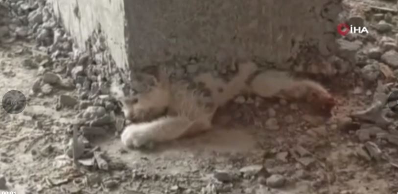 Şanlıurfa’da inşaattaki kalıbın içerisine giren yavru kedinin üzerine beton döküldü.