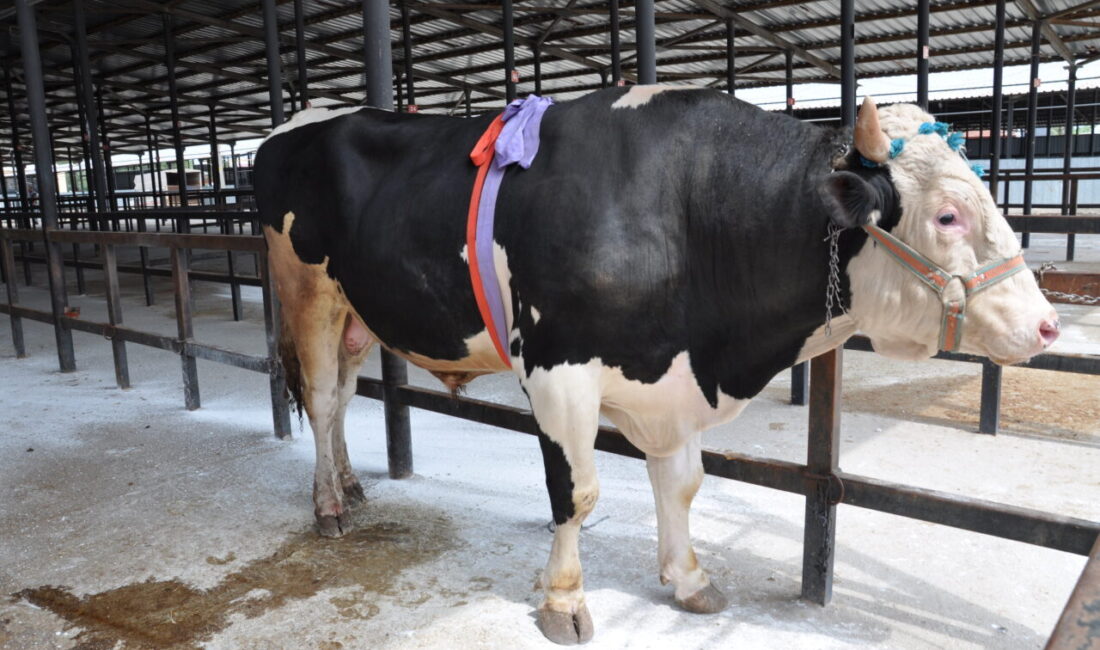 Kütahya'da bir besicinin yaklaşık bin 200 kilogram ağırlığındaki "Paşa" isimli