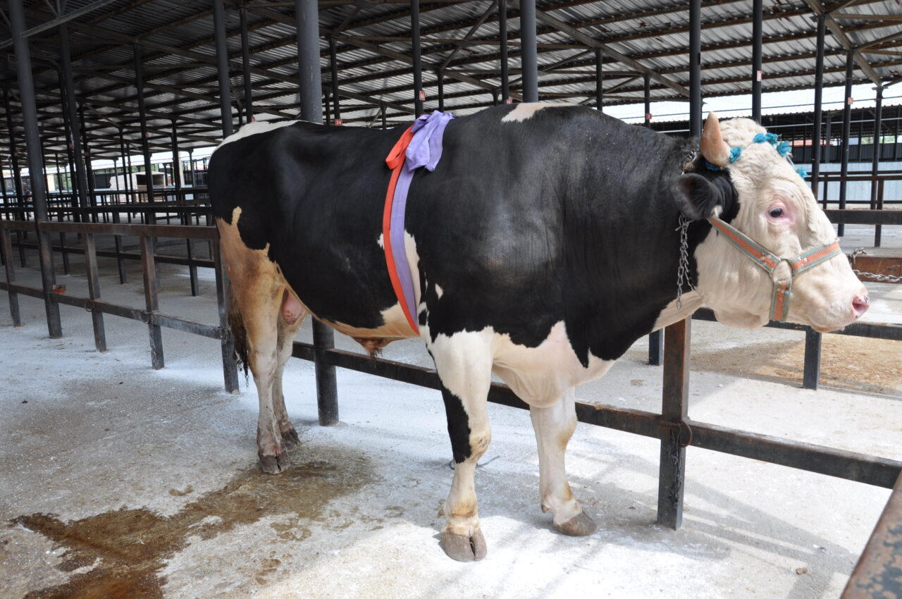 Kütahya'da bir besicinin yaklaşık bin 200 kilogram ağırlığındaki "Paşa" isimli