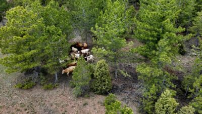 Kütahya’da arazide kaybolan büyükbaş hayvan sürüsü, jandarma ekiplerince dron yardımıyla