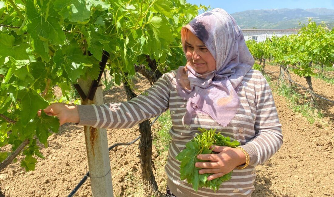 Dünyanın önde gelen üzüm üretim merkezlerinden Manisa'nın Alaşehir ilçesinde çiftçiler,