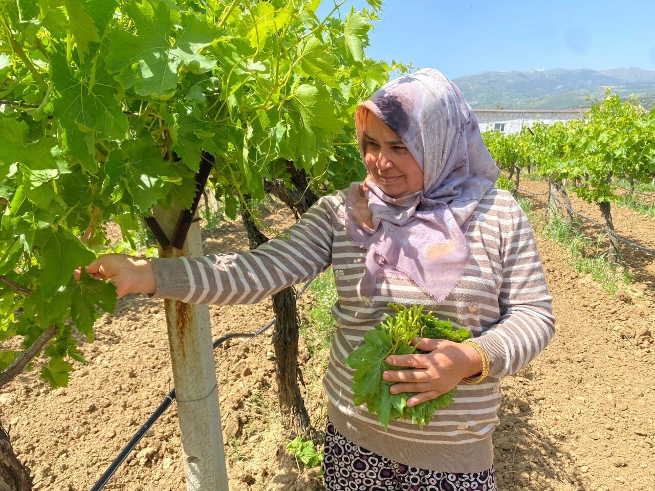 Dünyanın önde gelen üzüm üretim merkezlerinden Manisa'nın Alaşehir ilçesinde çiftçiler,