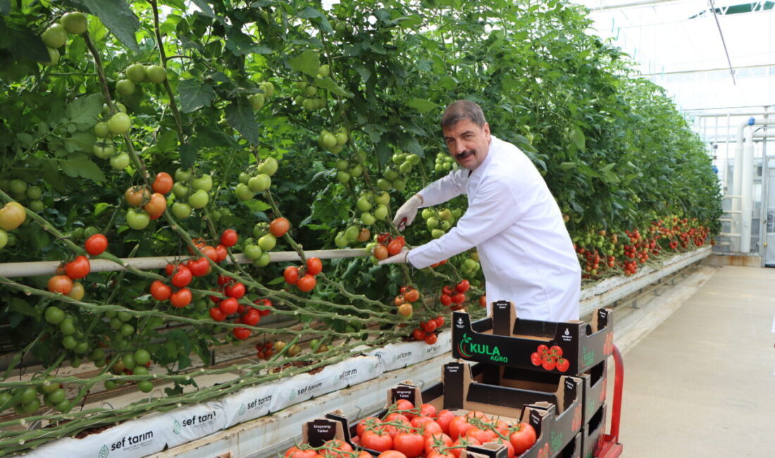 Manisa’nın Kula ilçesinde 18 ay önce faaliyete geçen jeotermal seradan