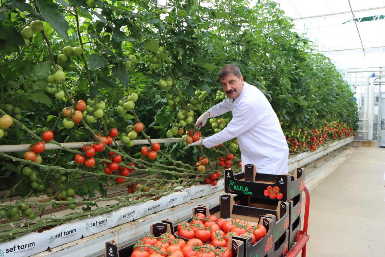 Manisa’nın Kula ilçesinde 18 ay önce faaliyete geçen jeotermal seradan