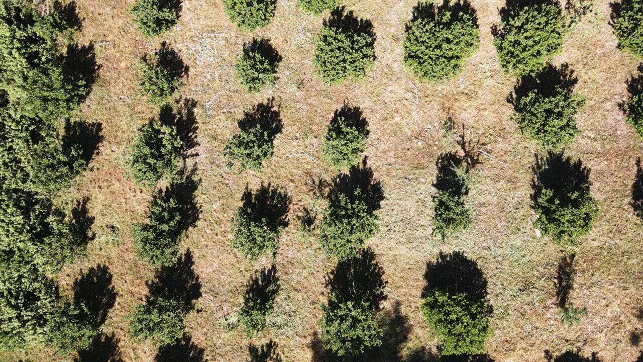 Muğla’nın Ula ilçesinde sakız üretiminde dışa bağımlılığın azaltılması ve kaybolan