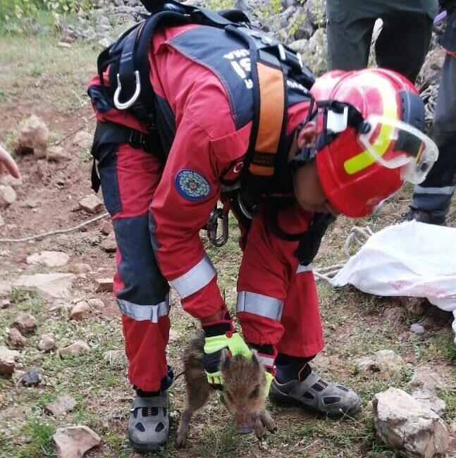 Muğla’da sulama kanalına düşen köpek ve kuyuya düşen domuz yavrusu