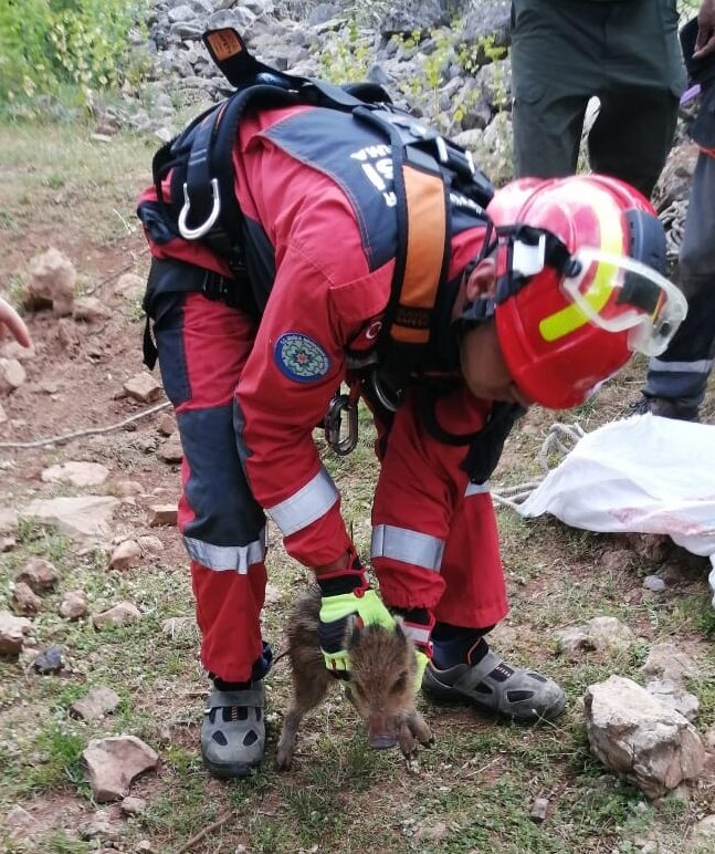 Muğla’da sulama kanalına düşen köpek ve kuyuya düşen domuz yavrusu