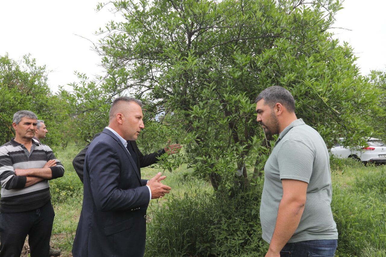 Muğla Büyükşehir Belediyesi, zirai dondan etkilenen üreticilere gübre ve budama