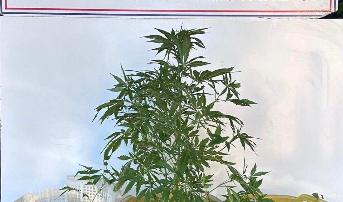 Manisa’nın Sarıgöl ilçesinde düzenlenen uyuşturucu operasyonunda 1 şüpheli gözaltına alındı.