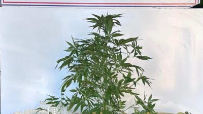 Manisa’nın Sarıgöl ilçesinde düzenlenen uyuşturucu operasyonunda 1 şüpheli gözaltına alındı.