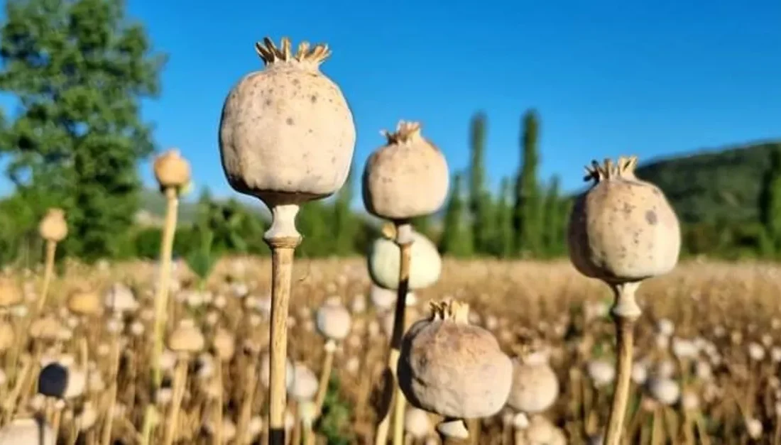 Binlerce Yıllık Şifa: Haşhaşın Faydaları ve Kullanım Alanları 🌿 Tarihi
