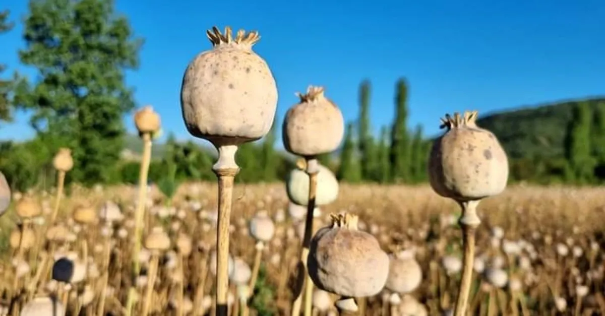 Binlerce Yıllık Şifa: Haşhaşın Faydaları ve Kullanım Alanları 🌿 Tarihi