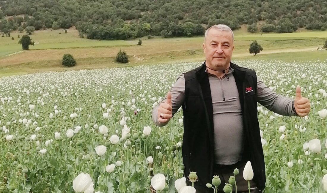 
Sandıklı ilçesinde ekili haşhaş tarlaları çiçek açtı.