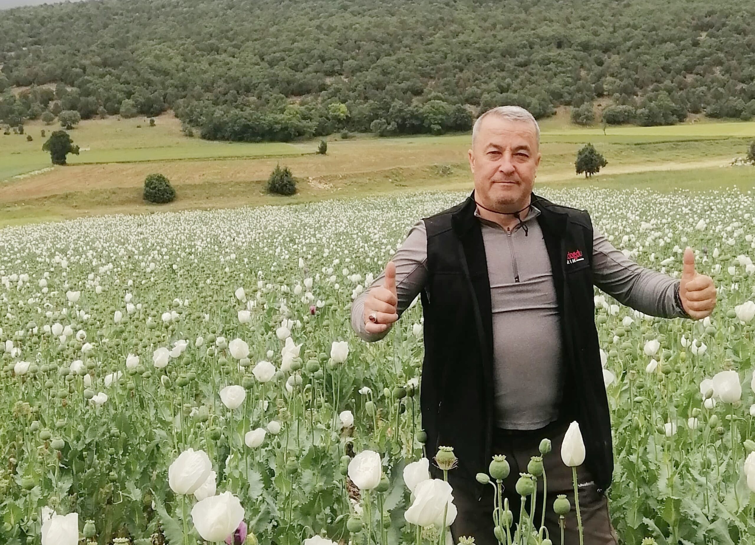 
Sandıklı ilçesinde ekili haşhaş tarlaları çiçek açtı.