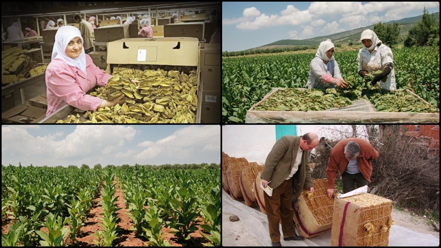 Türkiye'nin tütün ve tütün mamulleri ihracatı bir yıllık dönemde 915