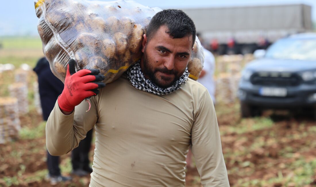 Türkiye’nin en erkenci patatesinin yetiştiği Adana’da hasat humması sürüyor. 70