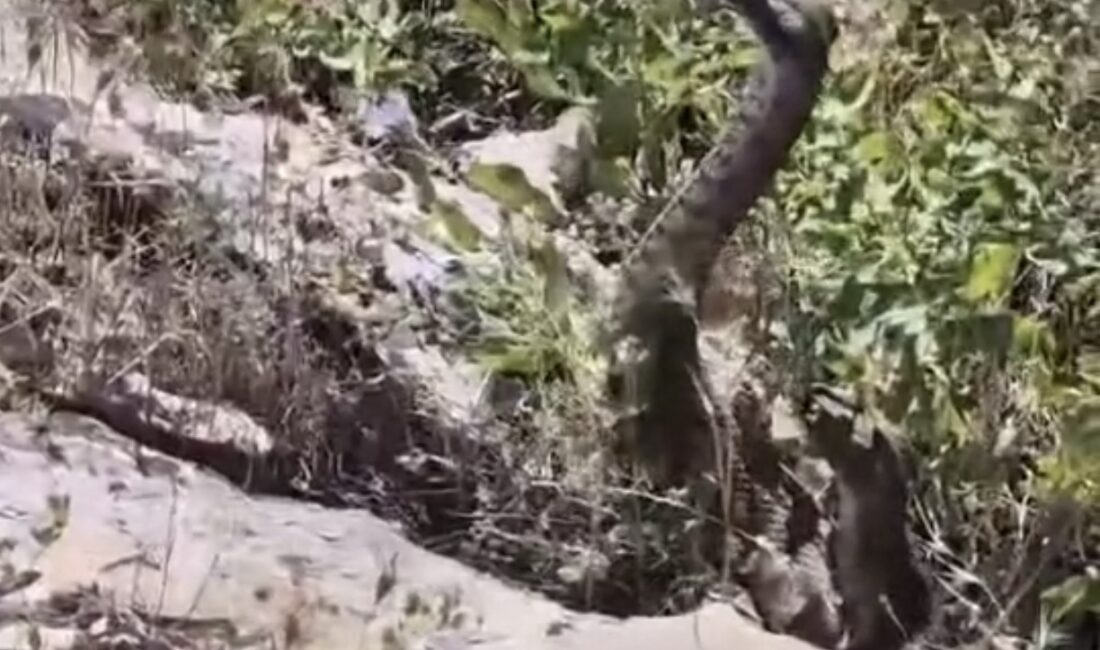 Elazığ’da Keban Baraj Gölü kenarında bir vatandaş, çiftleşme dönemindeki yılanların