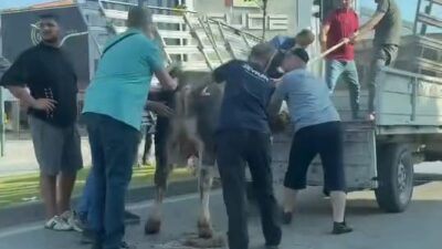 Bursa’nın İnegöl ilçesinde Kurban Bayramı’nın vazgeçilmez görüntülerinden biri bu yıl