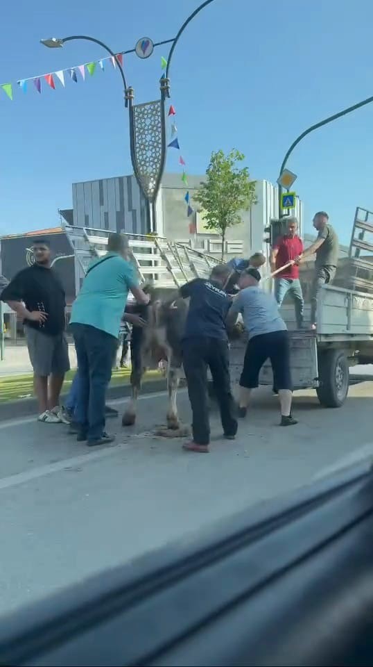 Bursa’nın İnegöl ilçesinde Kurban Bayramı’nın vazgeçilmez görüntülerinden biri bu yıl