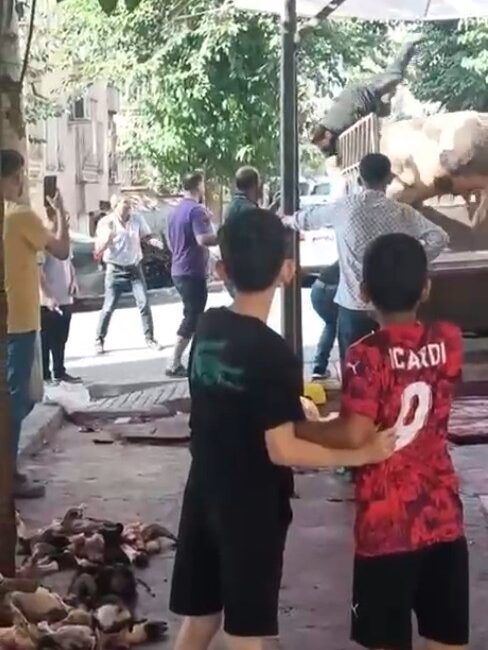 Şanlıurfa'da kamyonetten indirilmeye çalışılan kızgın boğa, kasaba kabusu yaşattı. Boğanın