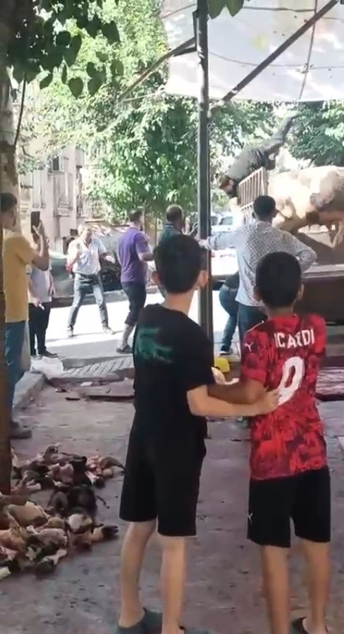 Şanlıurfa'da kamyonetten indirilmeye çalışılan kızgın boğa, kasaba kabusu yaşattı. Boğanın