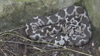 Balıkesir'de zehirli bir tür olan engerek yılanı gördüklerini söyleyen vatandaşların