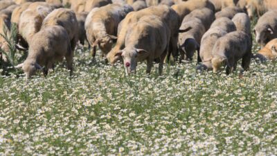 Tarım İşletmeleri Genel Müdürlüğü (TİGEM) Karacabay Tarım İşletmesinin meralarında oluşan dönümlerce