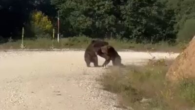 Bursa'nın Gemlik ilçesinde yolun ortasında güreşe tutuşan ayılar, korku dolu
