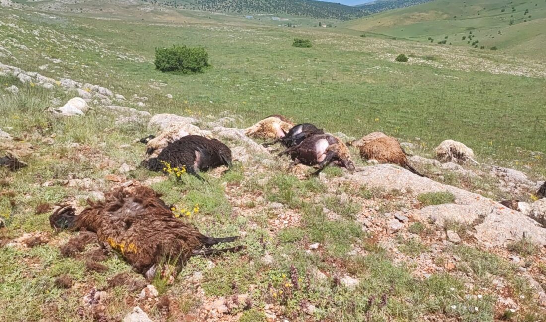  Gümüşhane'nin Kelkit ilçesinde yaylaya yıldırım düşmesi sonucu 18 küçükbaş hayvan