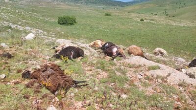  Gümüşhane'nin Kelkit ilçesinde yaylaya yıldırım düşmesi sonucu 18 küçükbaş hayvan