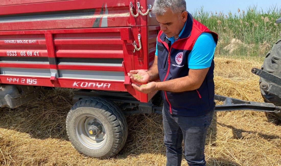 Denizli’de 2025 yılı buğday hasadı Sarayköy ilçesindeki Beylerbeyi ve Duacılı