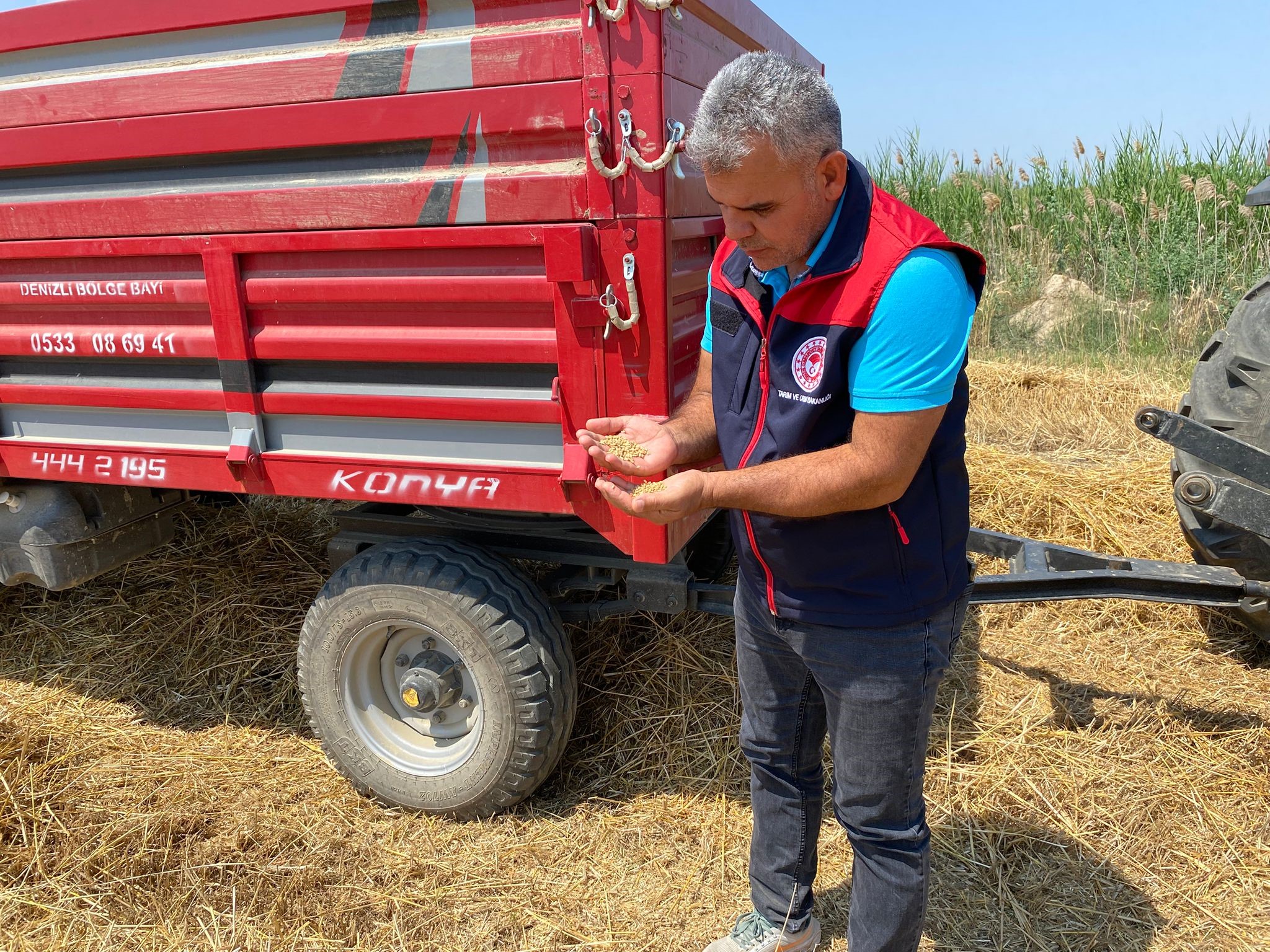 Denizli’de 2025 yılı buğday hasadı Sarayköy ilçesindeki Beylerbeyi ve Duacılı