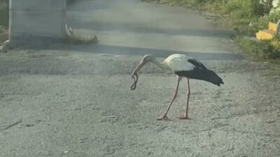 cda havaların ısınmasıyla ortaya çıkan yılanlar vatandaşları tedirgin ederken, leylek