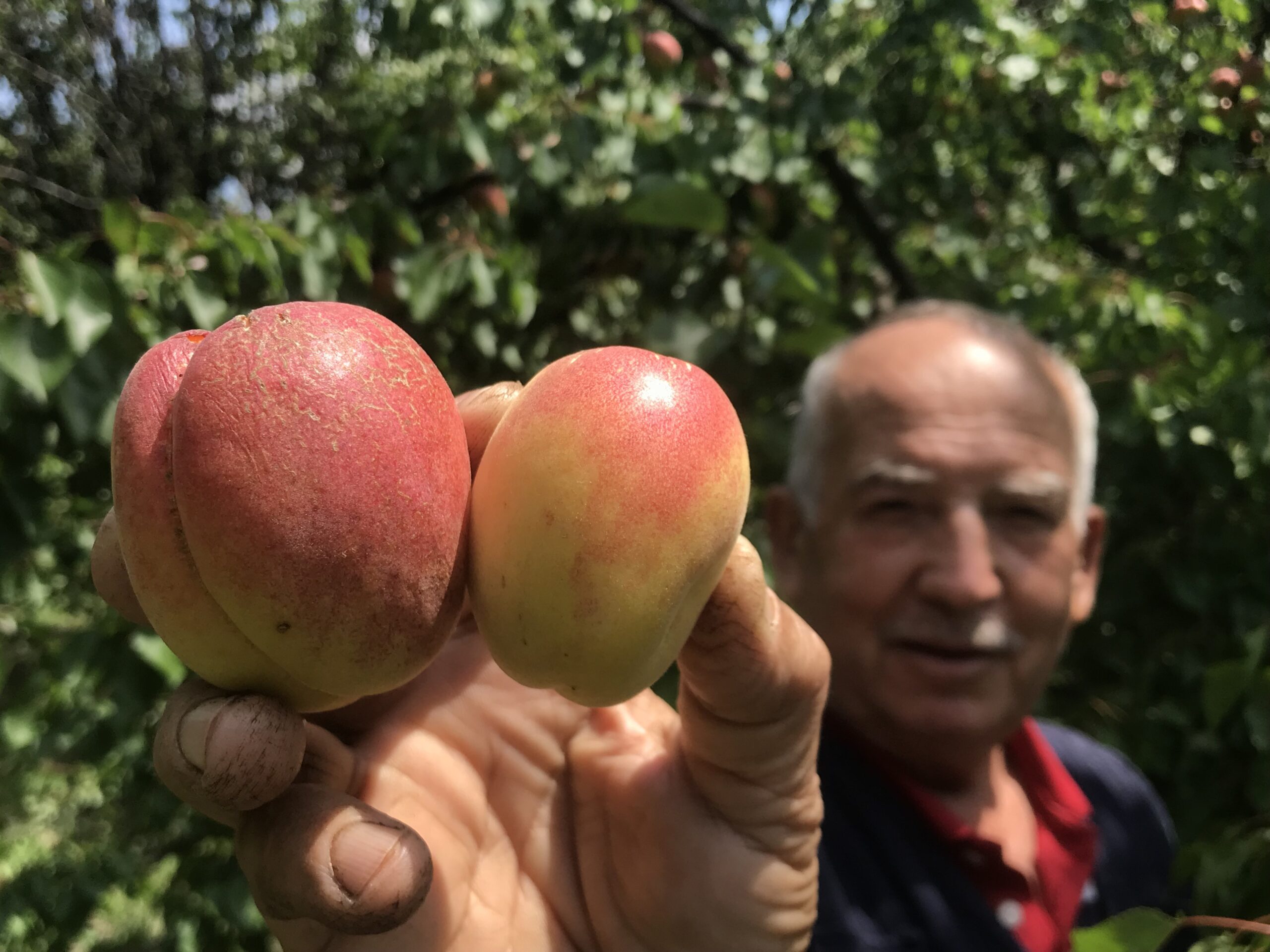 Tazesinin kilosu pazar ve marketlerde 100 liradan satılan kayısının kurusu,