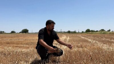 Şanlıurfa’nın Suruç ilçesinde çiftçiler ve uzmanlar, hasat sonrası anız yakmanın