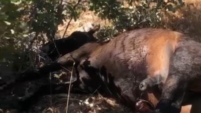 Batman’ın Raman Dağı eteklerinde yer alan Yakıtlı köyü yakınlarında, doğada