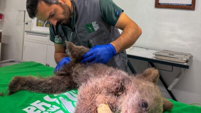 Sakarya'da bitkin halde bulunan ve muayenesinde iç kanama geçirdiği belirlenen