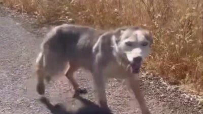 Diyarbakır'ın Çınar ilçesinde melez kurt gören vatandaşlar, evcil köpek çağırır