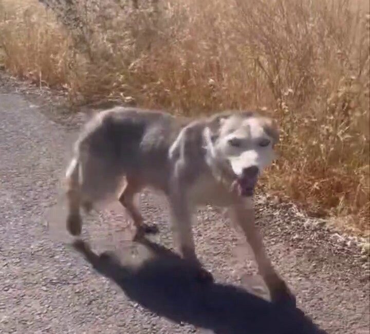 Diyarbakır'ın Çınar ilçesinde melez kurt gören vatandaşlar, evcil köpek çağırır