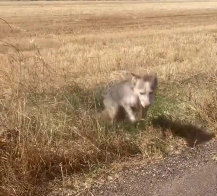 Kaybolan Yaşlı Kadın, Beslediği Köpek Sayesinde Bulundu Aydın İncirliova Karabağ Mahallesi’nde kaybolan 86 yaşındaki H. Ş., Alzheimer